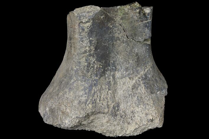 Partial Sauropod Caudal Vertebra - Colorado #120280